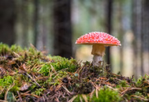 Tales of the Sinister, Liminal Mushroom