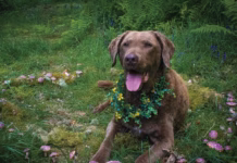 A Familiar’s Second Chance Photography by AlexandriWhile real amanitas can be deadly for dogs—like twelve-year-old Chesapeake Bay Retriever, aspiring top model, and good boy Si here—rest assured that Si is surrounded only by hand-sculpted foam mushrooms found in fairyland ... and author Monica Crosson’s backyard.a Corne Photography by Alexandria Corne
