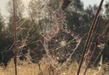 Romancing Autumn Photography by Bridget Beth Collins @flora.forager