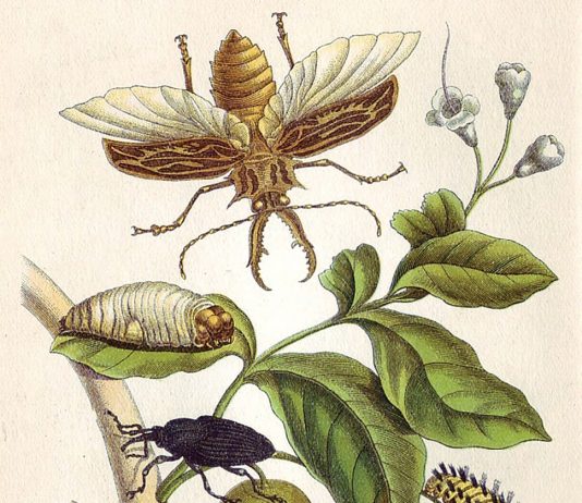 Illuminated copper engraving, 1705, by Maria Sibylla Merian. Wikimedia Commons.