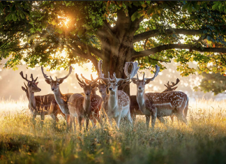 The Magical Stag Portraits of Max Ellis